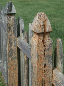 cedar fence post with termites