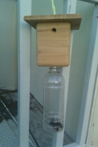 carpenter bees trap