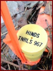 SURVEYOR PROPERTY PIN, YELLOW CAP OVER METAL ROD WITH ORANGE FLAGGING TAPE, NOTE CAP PRINTED WITH SURVEYORS NAME