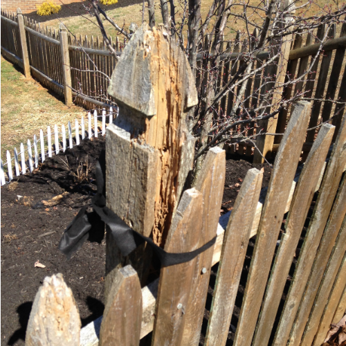 Maryville Tn CEDAR FENCING cedar fence termites black tape