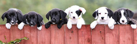 Puppy Fencing Best Fences KNOXVILLE TENNESSEE